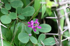 Desmodium heterocarpon var. heterocarpon